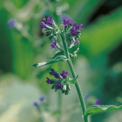 Picture of Herb Alkanet (Anchusa Officinalis)